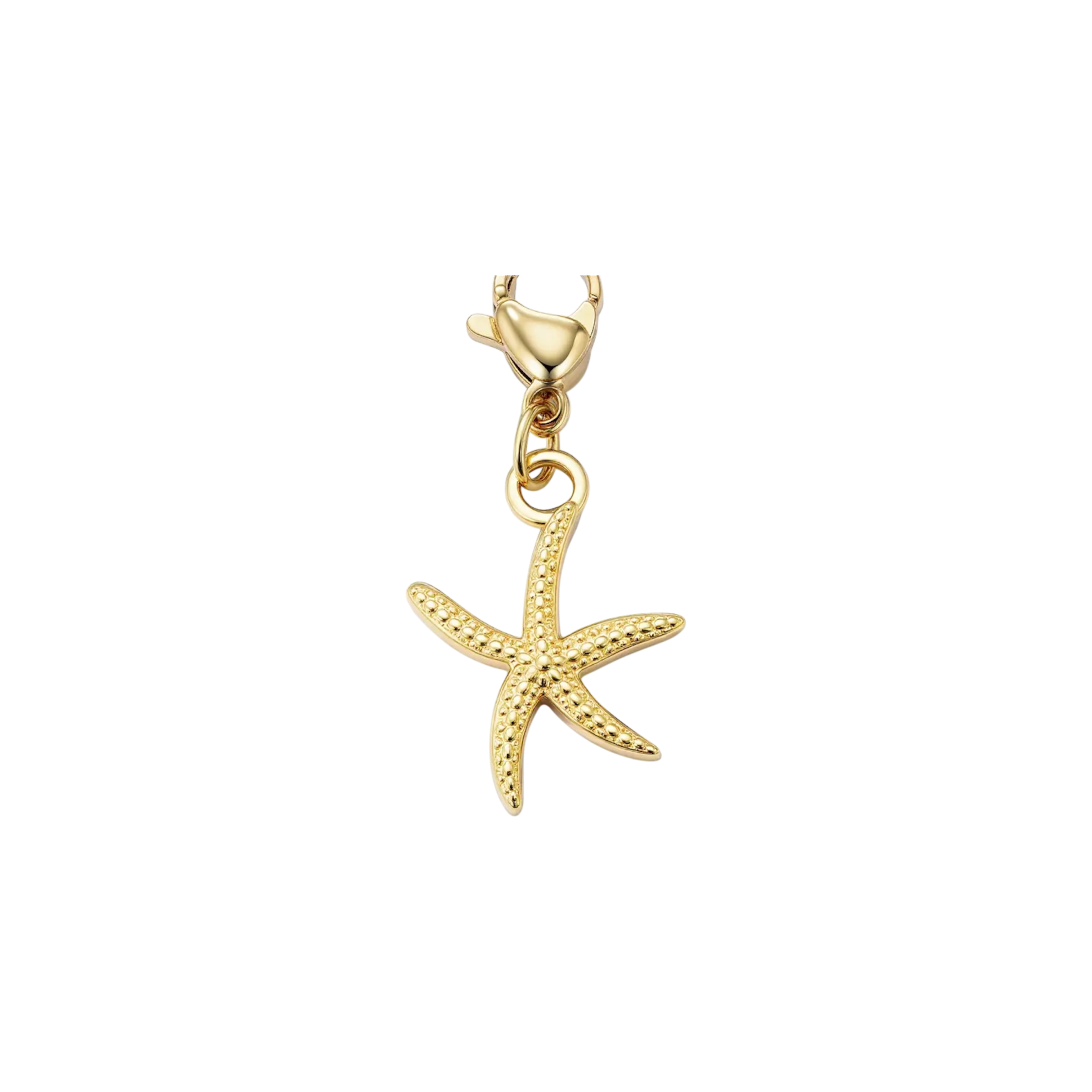 Charme, étoile de mer ￼